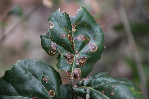 iNaturalist observation photo of Tubakia californica