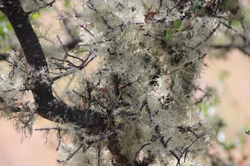 iNaturalist observation photo of Common Lichens