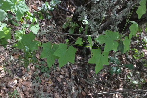 iNaturalist observation photo of California manroot
