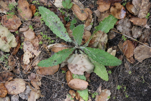 iNaturalist observation photo of Plume Thistles
