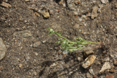 iNaturalist observation photo of cottonroses