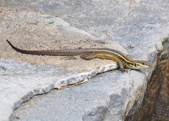 Stenocercus chrysopygus