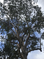 Angiospermae