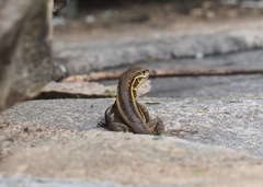 Stenocercus chrysopygus