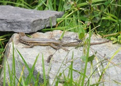 Stenocercus chrysopygus