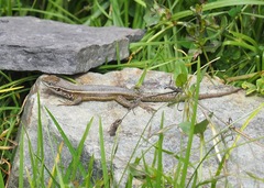 Stenocercus chrysopygus