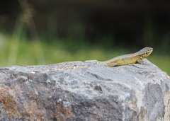 Stenocercus chrysopygus