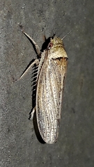 Sordana sordida