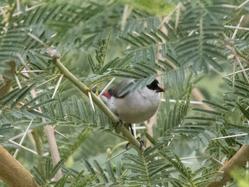 Black-crowned Waxbill (Estrilda nonnula), photo 2