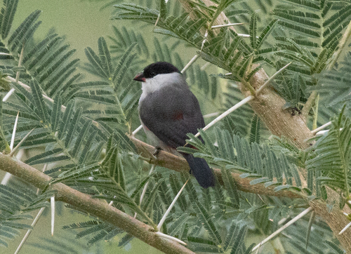 Black-crowned Waxbill (Estrilda nonnula), photo 8