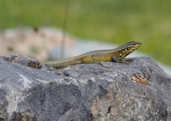 Stenocercus chrysopygus