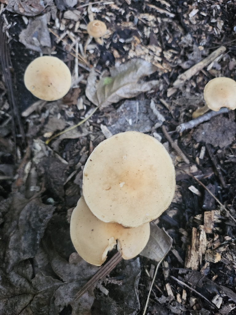 Agrocybe putaminum · April 2026 · photo: © bigealien (iNaturalist, cc-by)