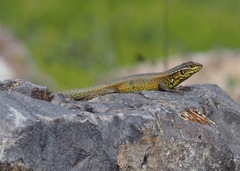 Stenocercus chrysopygus