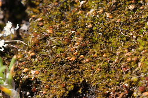 Pleuridium acuminatum observed 2026-04-16