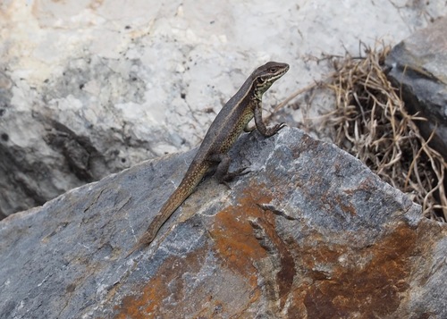 Golden Whorltail Iguana, Stenocercus chrysopygus