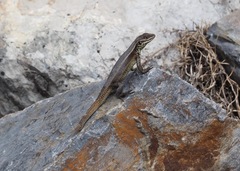 Stenocercus chrysopygus