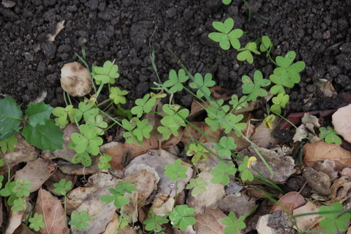 iNaturalist observation photo of Bermuda buttercup