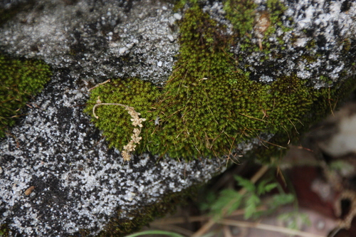 iNaturalist observation photo of Mosses