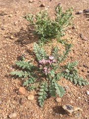 Phacelia arizonica