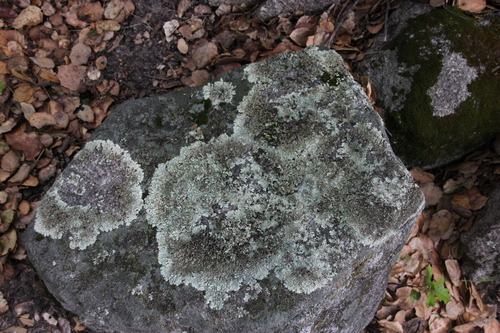 iNaturalist observation photo of Shield Lichens, Sunburst Lichens, Rosette Lichens, and Allies