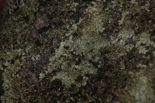 iNaturalist observation photo of Carpenter Ants, Typical Sugar Ants and Allies