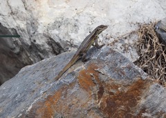 Stenocercus chrysopygus