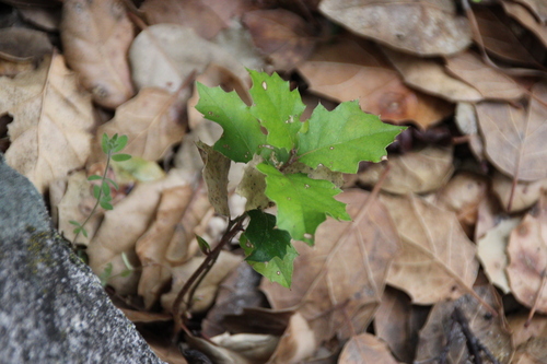 iNaturalist observation photo of Agrifoliae