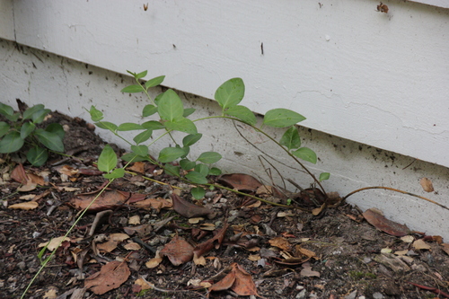 iNaturalist observation photo of greater periwinkle
