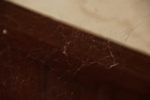 iNaturalist observation photo of Spiders