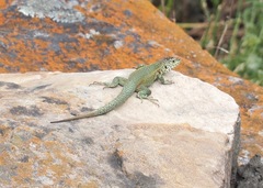 Stenocercus chrysopygus