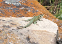 Stenocercus chrysopygus