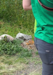 Stenocercus chrysopygus