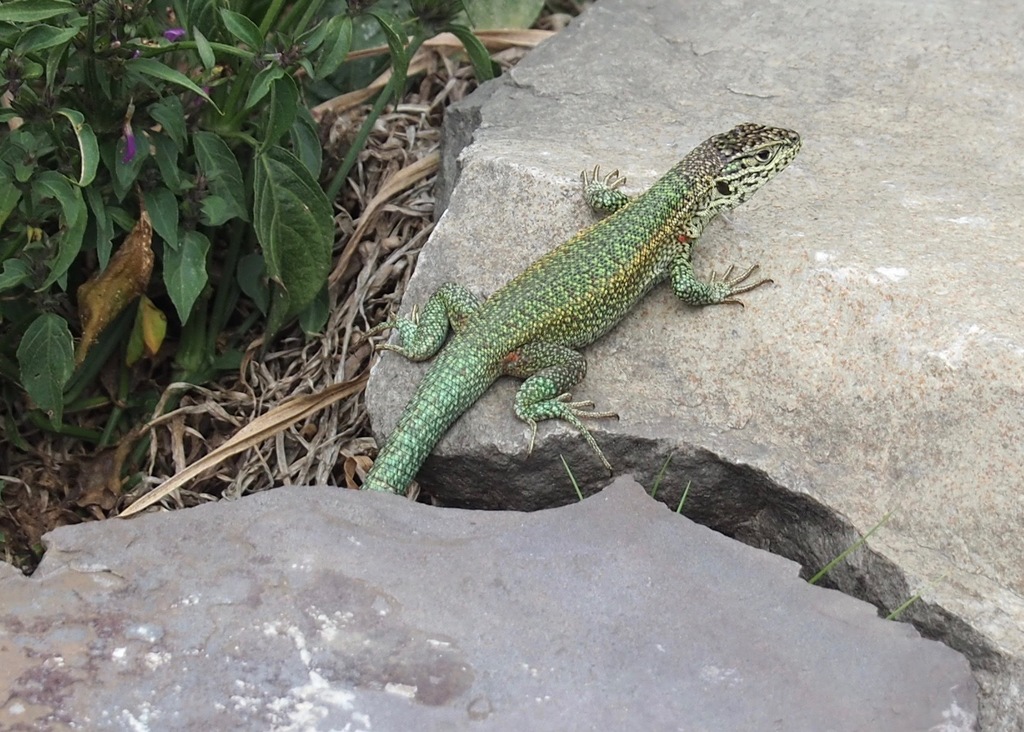 Golden Whorltail Iguana