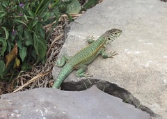 Stenocercus chrysopygus