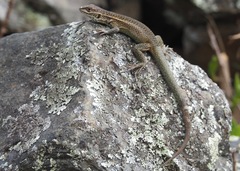 Stenocercus chrysopygus