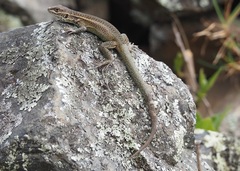 Stenocercus chrysopygus