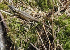 Stenocercus chrysopygus