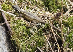 Stenocercus chrysopygus