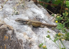 Stenocercus chrysopygus