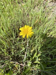 Leontodon saxatilis saxatilis