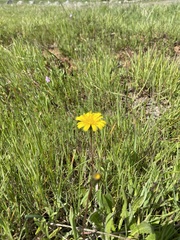 Leontodon saxatilis saxatilis