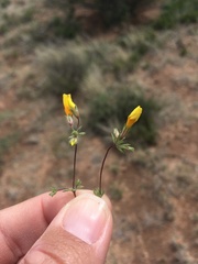 Leptosiphon chrysanthus