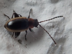 Longitarsus dorsalis