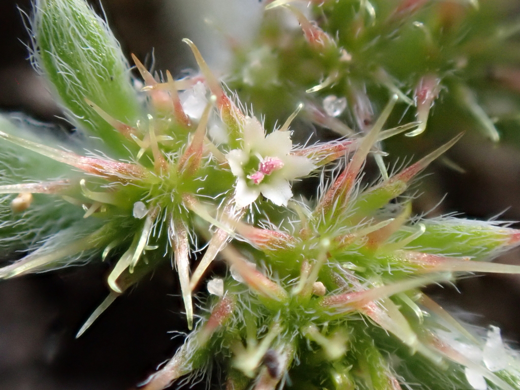 Fort Ord Spineflower