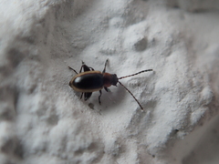 Longitarsus dorsalis