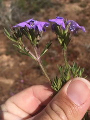 Glandularia latilobata