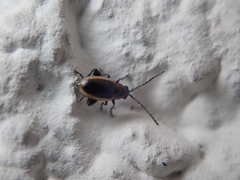 Longitarsus dorsalis