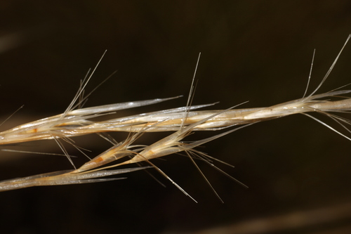 Triodia schinzii, 2013-05-16