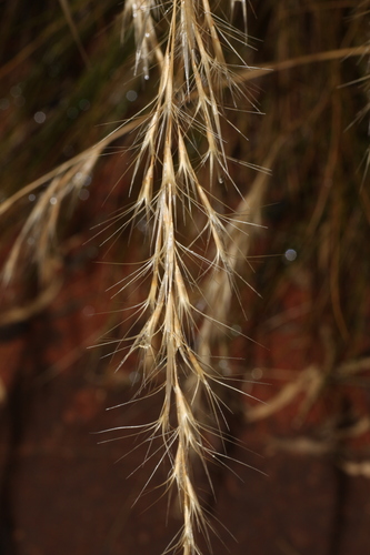 Triodia schinzii, 2013-05-16