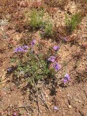 Glandularia latilobata